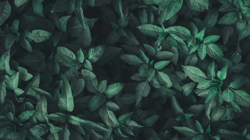 foto benessere mediante la naturopatia