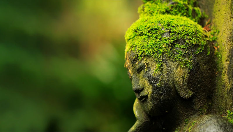 foto trattamenti naturali e naturopatia a Treviso e provincia